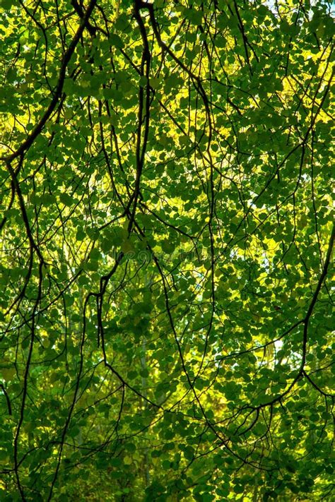 Forest canopy stock photo. Image of environment, light - 28823154