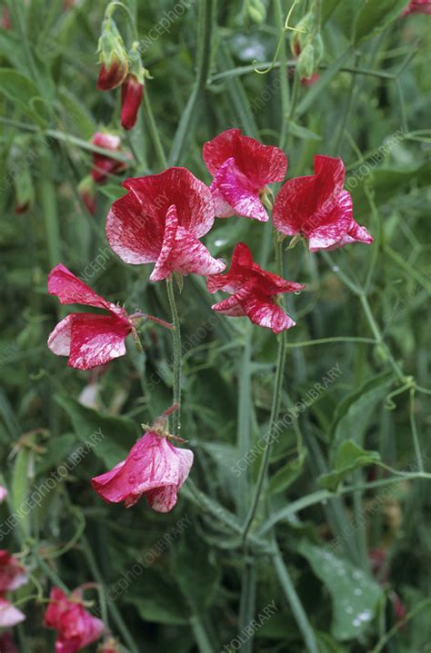 Lathyrus 'America' flowers - Stock Image - B760/1068 - Science Photo ...