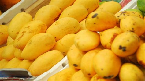 Pakistan can boost mango exports by improving quality: WealthPK | Daily Mail Pakistan