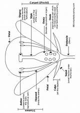 Biology Coloring Pages & Books  100% FREE And Printable sketch template