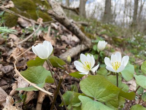 Twinleaf - Creasey Mahan Nature Preserve