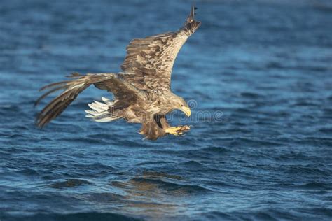 Eagle with Prey. stock photo. Image of scandinavia, food - 42821498