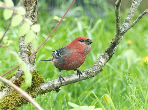 Pine Grosbeak | peterschneekloth | Flickr