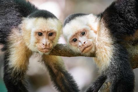 Female Monkeys Live Longer With Female Friends