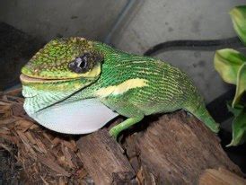 Knight Anole Facts and Pictures | Reptile Fact