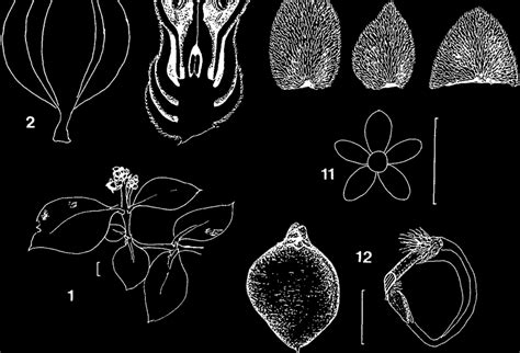 Avicennia marina (Forsk.) Vierh. var. australasica (Walp.) Moldenke. 1,... | Download Scientific ...