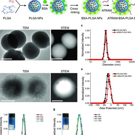 Characterization of the BSA-PLGA nanoparticles (NPs). a Schematic ...