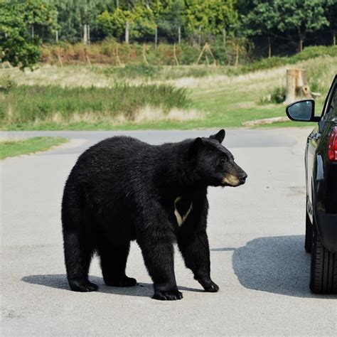 Black Bear Hunting: What Beginners Need to Know | TheGearHunt