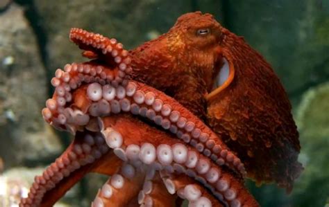 Giant Pacific Octopus – Northwest Wildlife Preservation Society