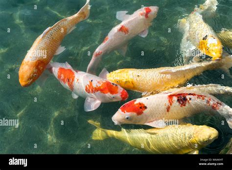 Japanese carp fish in a pond in Japan Stock Photo - Alamy