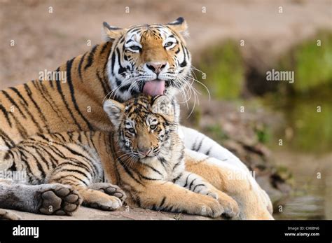 Baby Siberian Tiger Images