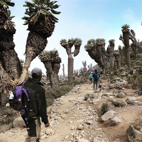 Giant Groundsels on Mount Kilimanjaro | Nature is speaking, Unusual ...