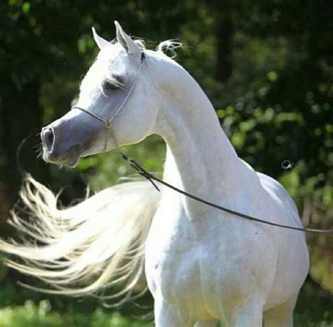 Al lahab | Pretty horses, Arabian horse, Horses