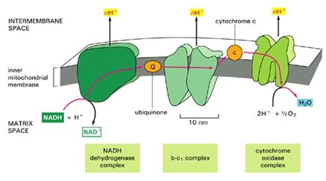 Statins and Myoglobin: How Muscle Pain and Weakness Progress to Heart ...