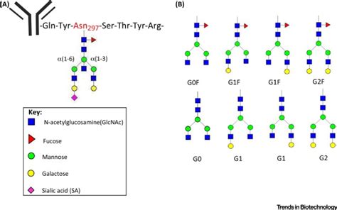 N-Glycosylation Design and Control of Therapeutic Monoclonal Antibodies ...