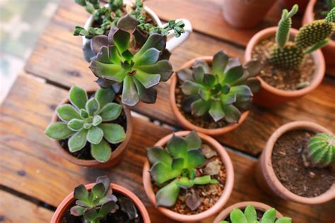 Free stock photo of succulent, succulents