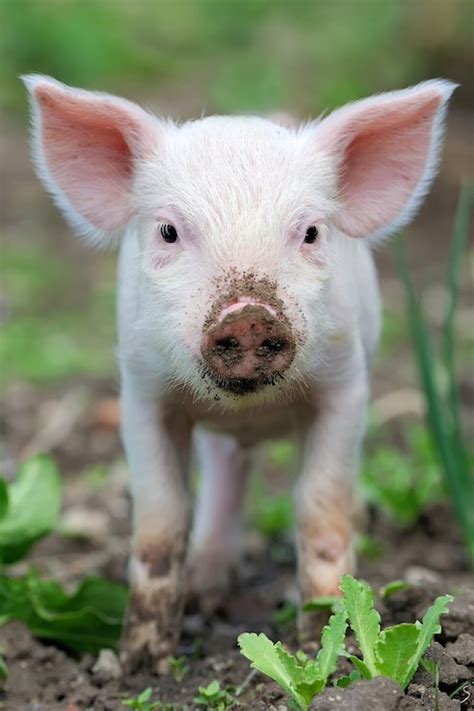 8 Amazing Facts That Prove Pigs Are Too Sweet to Eat - ChooseVeg