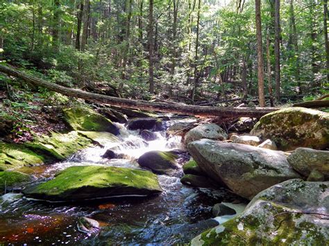 Small Stream Reflections: A Mountain Stream