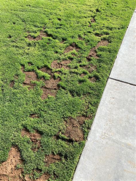 Issues with new sod installation....