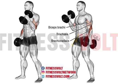 Training The Brachioradialis For Extra Arm Mass – Fitness Volt