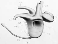 Paper - The development of the cloaca in human embryos - Embryology