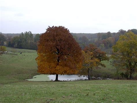 Marshfield, MO : Fall in Marshfield MO photo, picture, image (Missouri ...