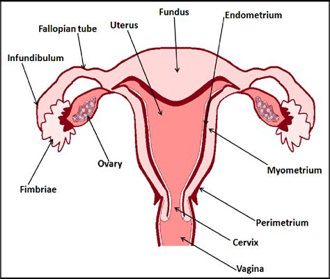 Myometrium