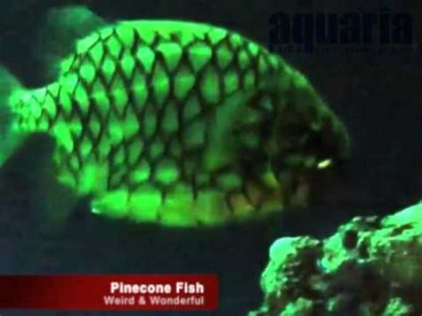 Weird & Wonderful - Pinecone Fish - YouTube