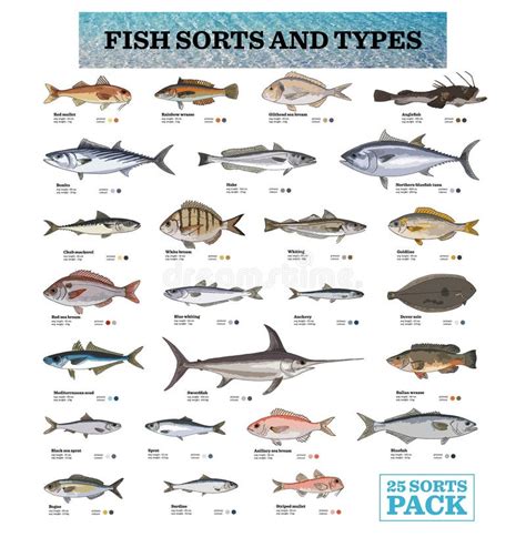 25 Species Of Fish With Its Names Stock Illustration - Illustration of beach, hotel: 145323230