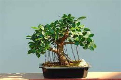 Green Island Ficus Bonsai: A Timeless Beauty for Bonsai Enthusiasts