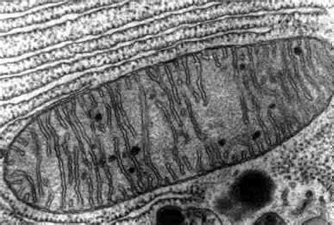 INSTRUKCIJE IZ KEMIJE, BIOKEMIJE I BIOLOGIJE ...: Instrukcije iz biologije - Mitohondriji