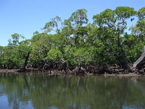 Mangroves – green coastal guardians | IUCN