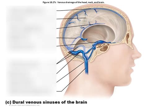 Dural Venous Sinuses of the Brain Diagram | Quizlet