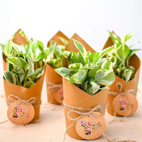 Buy Plants As Corporate Gifts online from Nurserylive at lowest price.