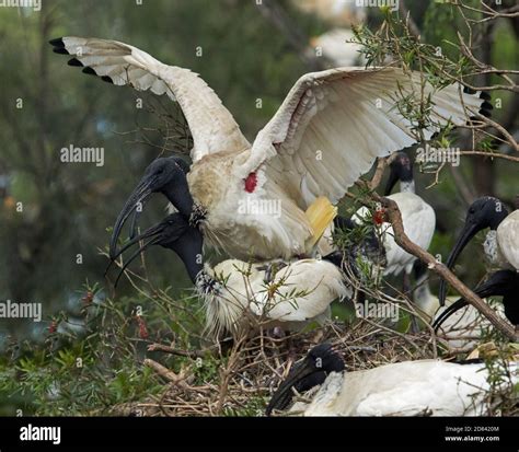 White / sacred ibis mating on nest Stock Photo - Alamy