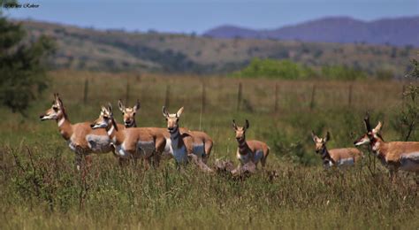 Las Aventuras: The Sonoran Pronghorn