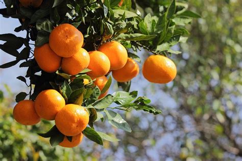 Tips & Information about Tangerine Trees - Gardening Know How