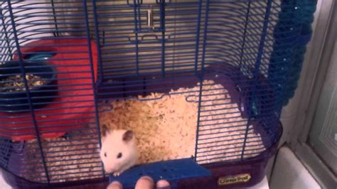 Syrian Hamster Cage Size - YouTube