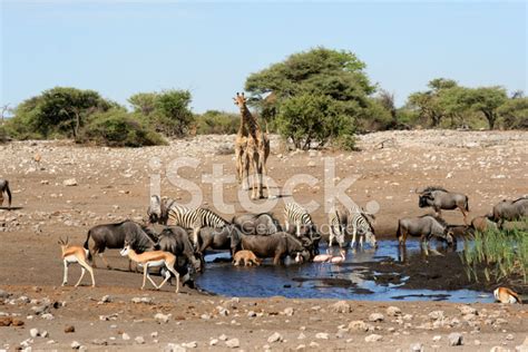 African Animals At A Water Hole Stock Photo | Royalty-Free | FreeImages