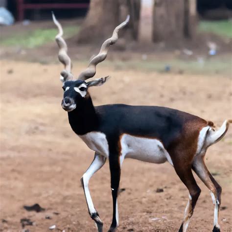 Hunting Blackbuck Antelope In Florida – An Exhilarating Thrill! – Goenthusiast