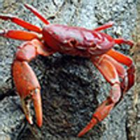 The land crab Johngarthia planata (Stimpson, 1860) (Crustacea, Brachyura, Gecarcinidae ...