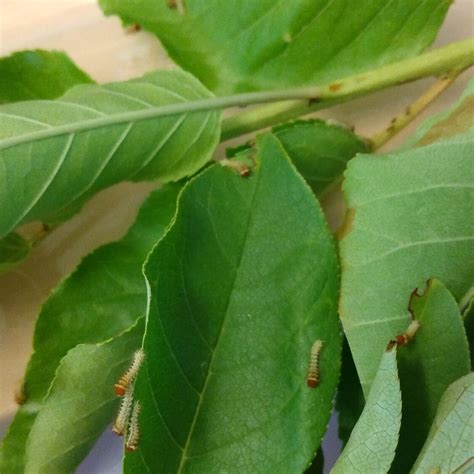 Polyphemus Silk Moth EGGS -- LIVE Moth eggs – Sagebrush Butterflies