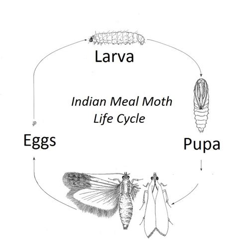 Indian Meal Moth Control - Budget Pest Control