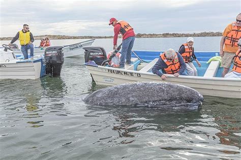 A complete guide to Baja California Sur Whale Watching