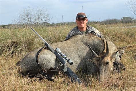 Nilgai Gallery - King Ranch Hunting