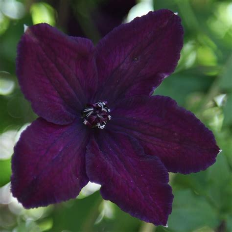 Buy clematis (group 3) (syn. Clematis viticella Dark Eyes) Clematis ...