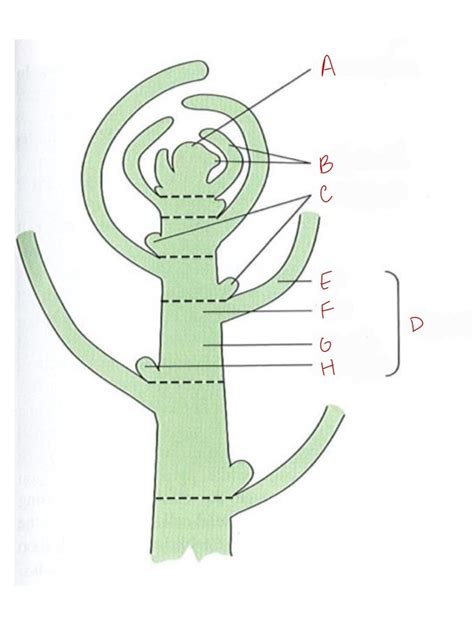 Shoot Apical Meristem Labeling PT 2 Diagram | Quizlet