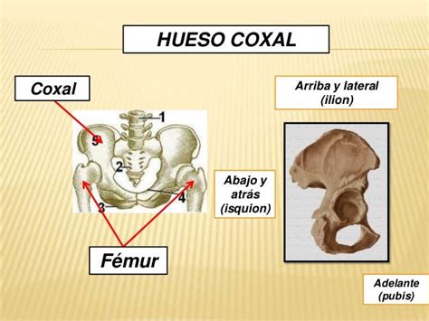 Hueso coxal