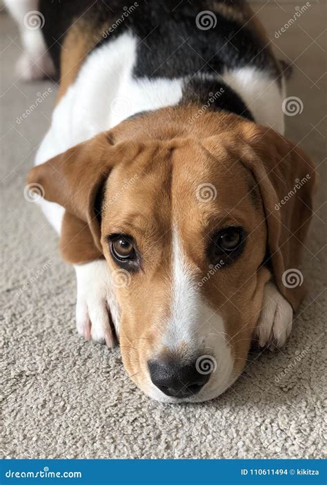 Cute beagle puppy stock photo. Image of cute, friendly - 110611494