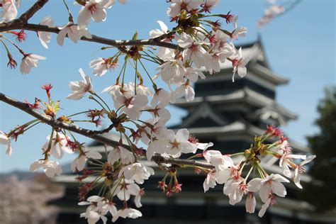 Find the Most Beautiful Cherry Blossoms in Matsumoto | Sakura 2021